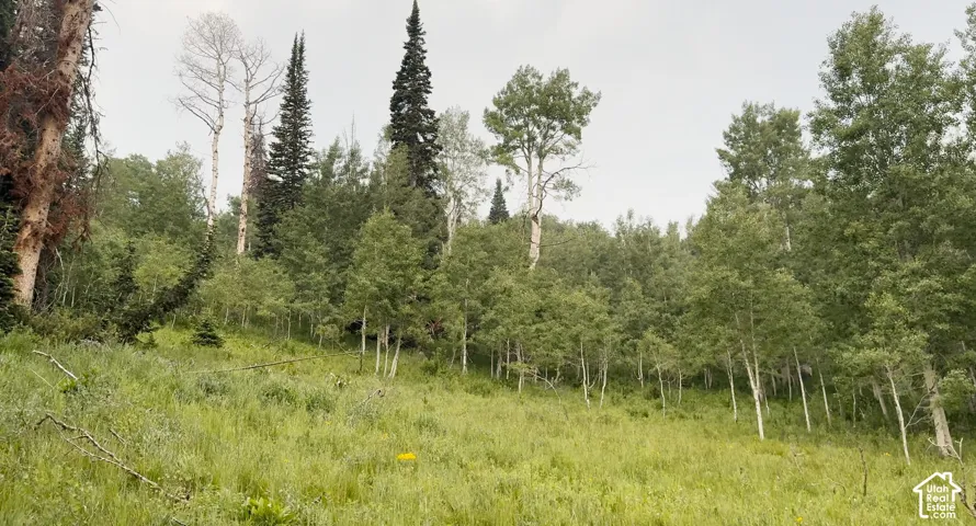 Sloping grassy terrain with varied tree species including aspens and evergreens