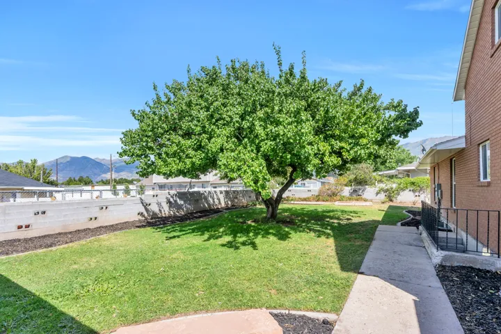 Expansive lawn area with a mature shade tree and concrete paver pathway