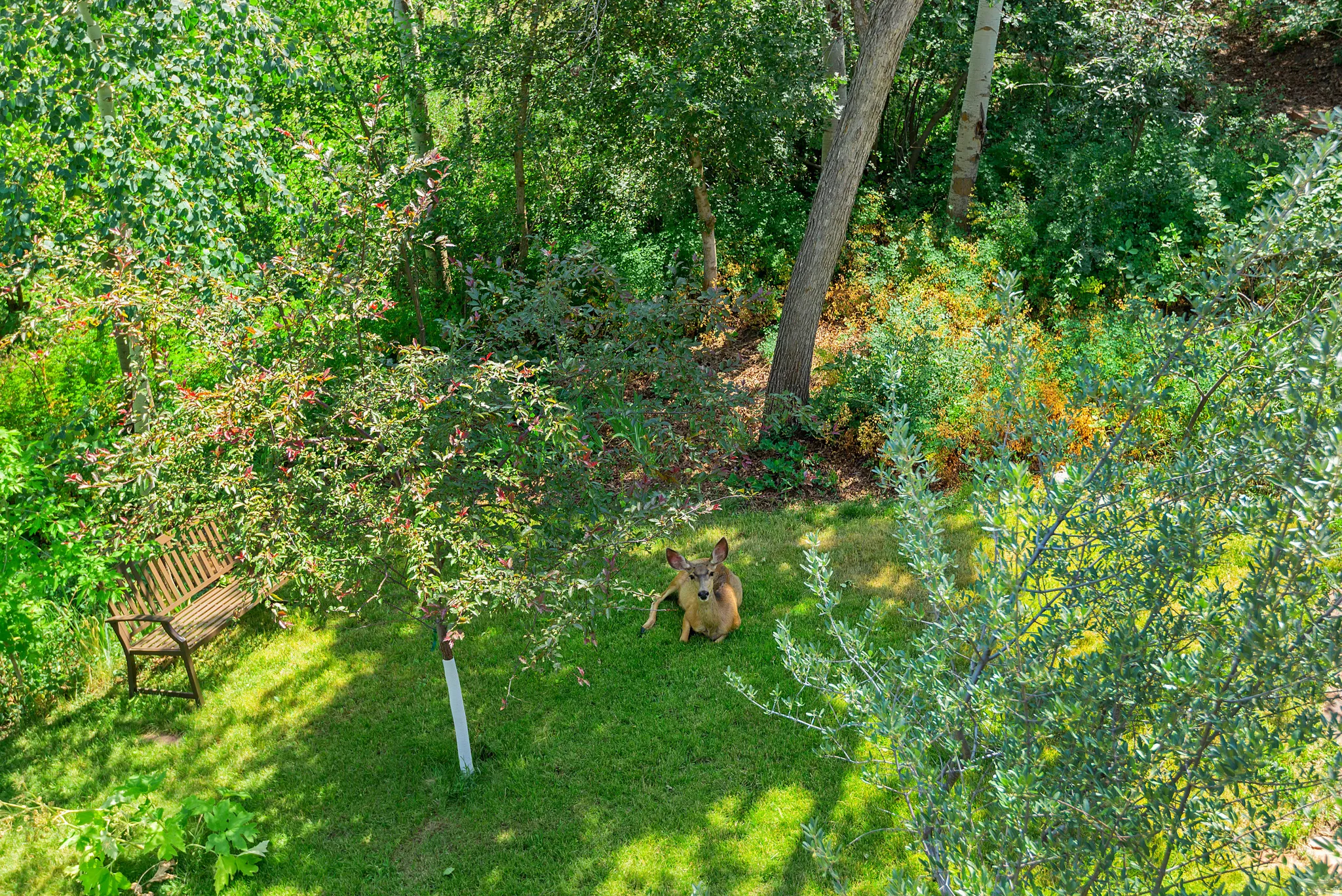 Lush green lawn surrounded by mature trees and varied foliage