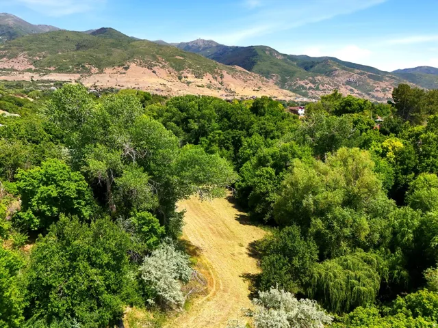 Expansive green canopy featuring varied deciduous trees, a cleared pathway, and distant mountainous terrain