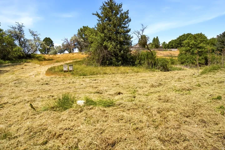 Expansive open field with mown grass and natural vegetation