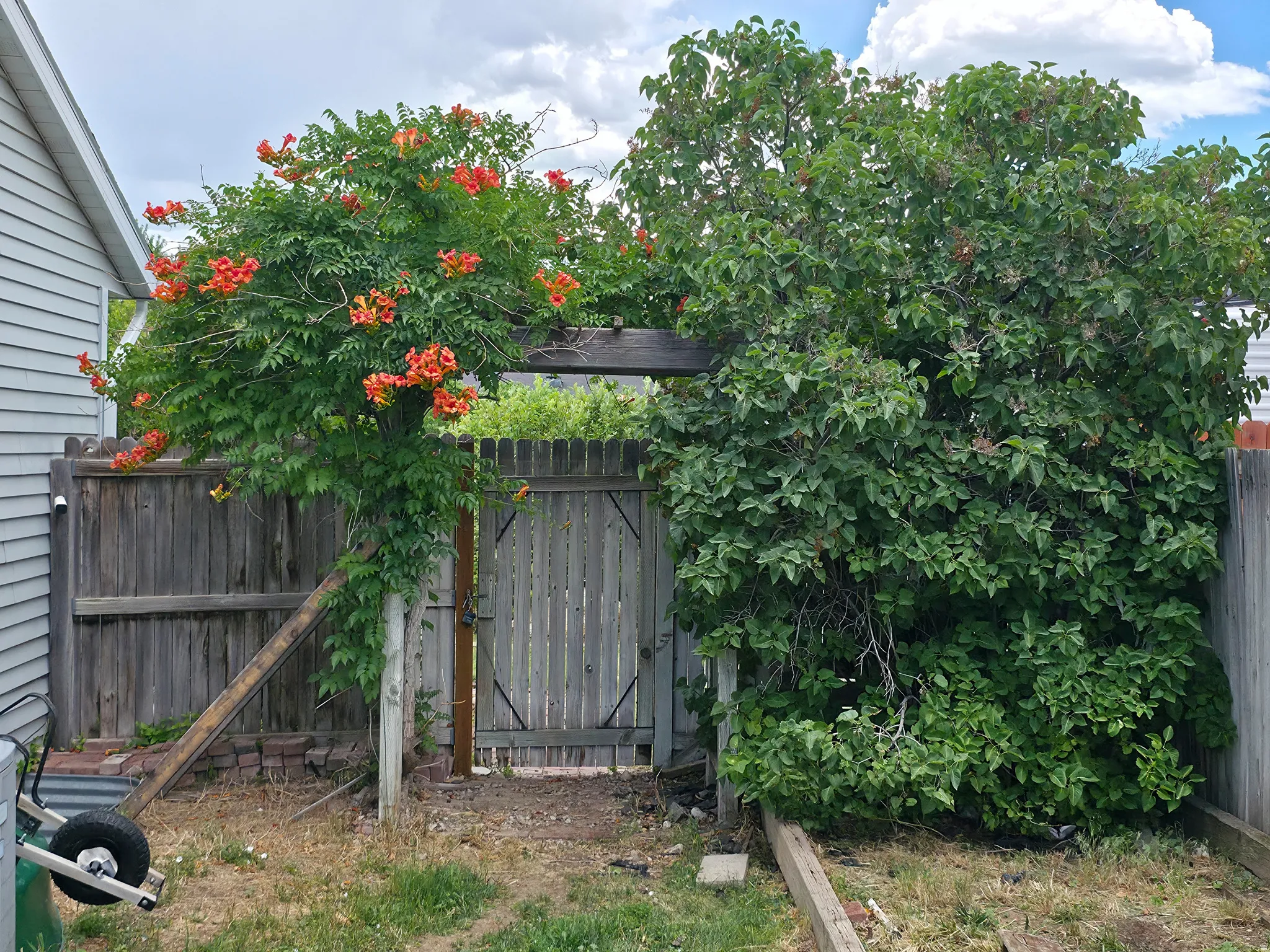 Beautiful mature trumpet vine on arbor.
