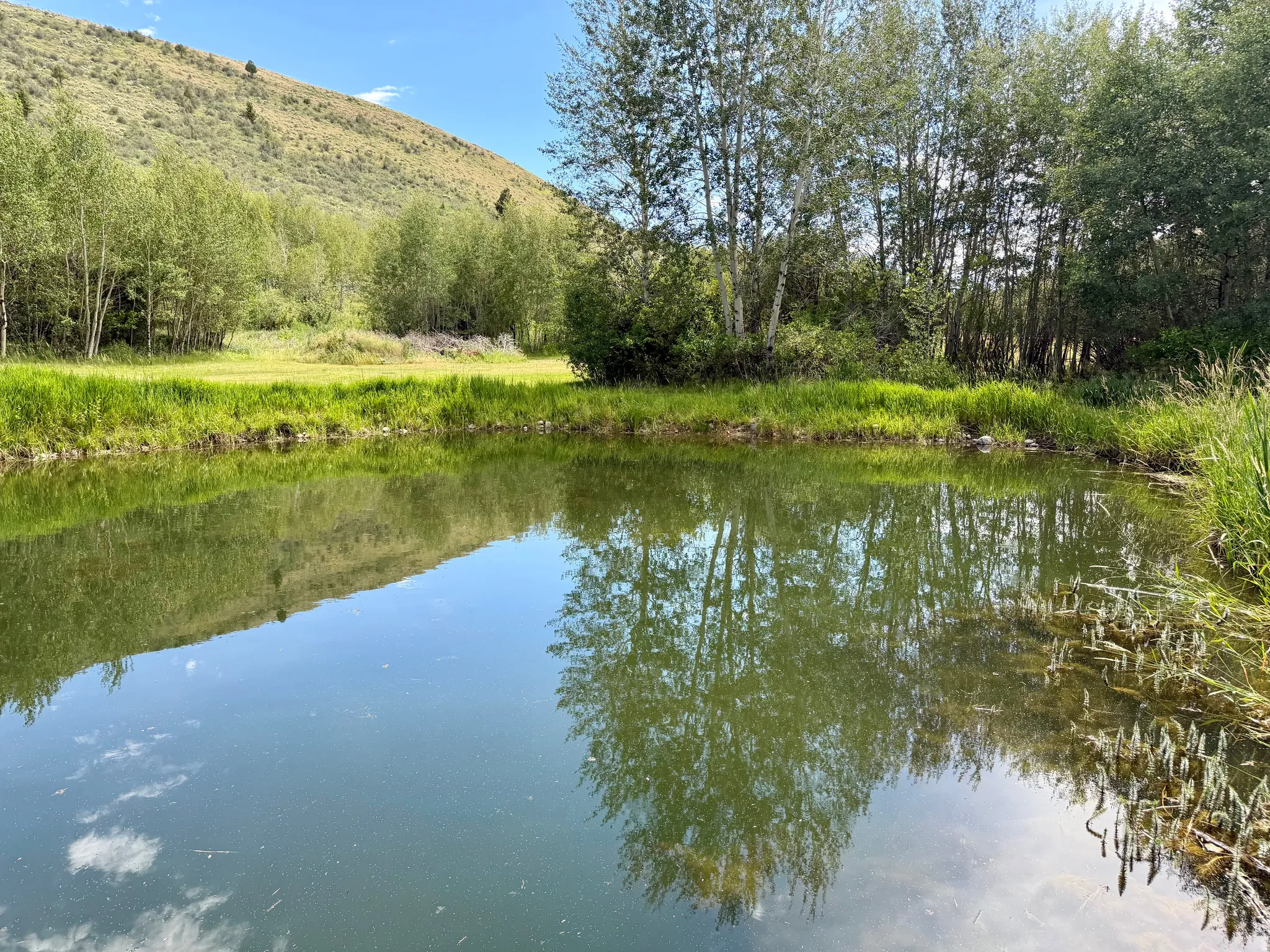 Tranquil pond reflecting surrounding trees and clear skies