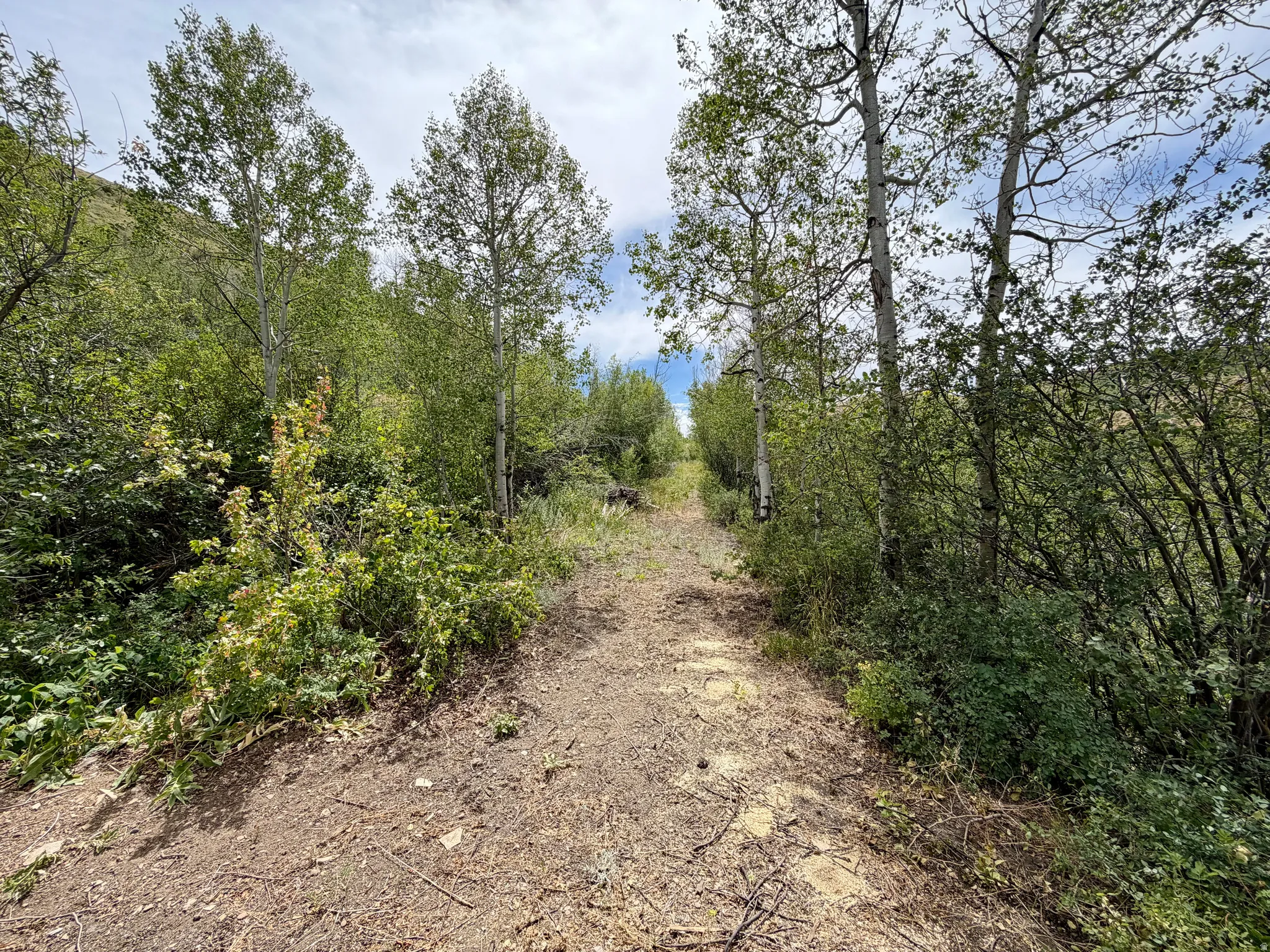 Natural terrain pathway lined with mature trees and dense foliage
