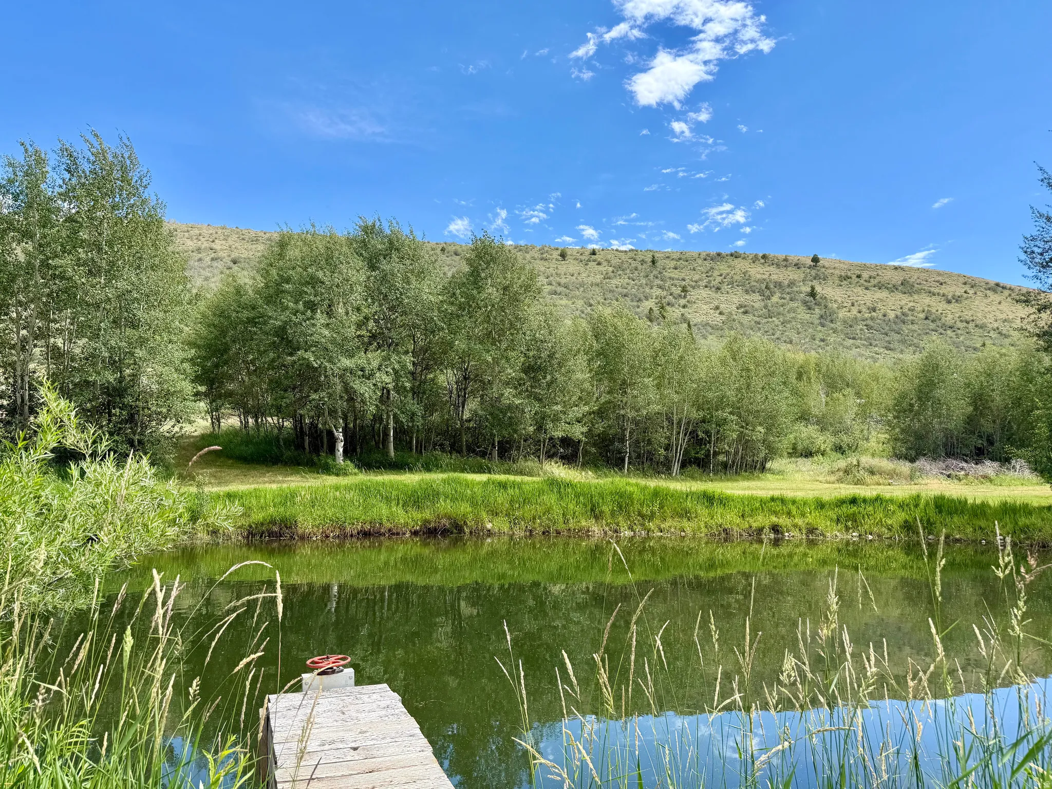 Tranquil pond with reflective waters, surrounded by lush green foliage and mature trees