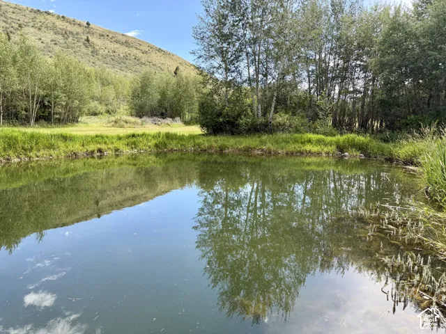 Tranquil pond reflecting surrounding trees and clear skies