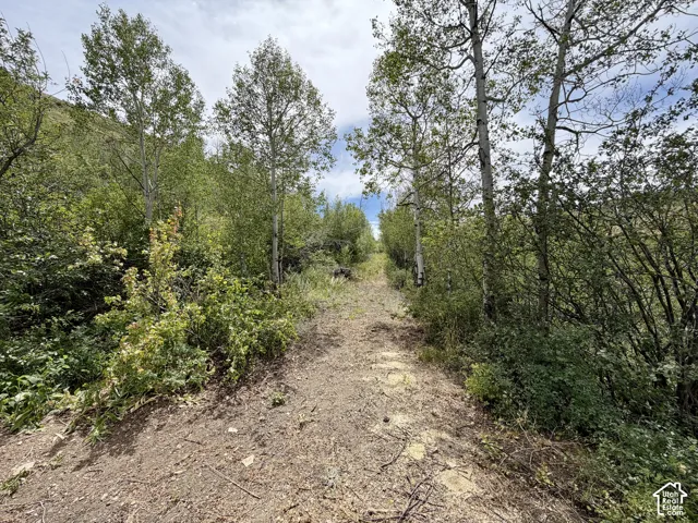 Natural terrain pathway lined with mature trees and dense foliage
