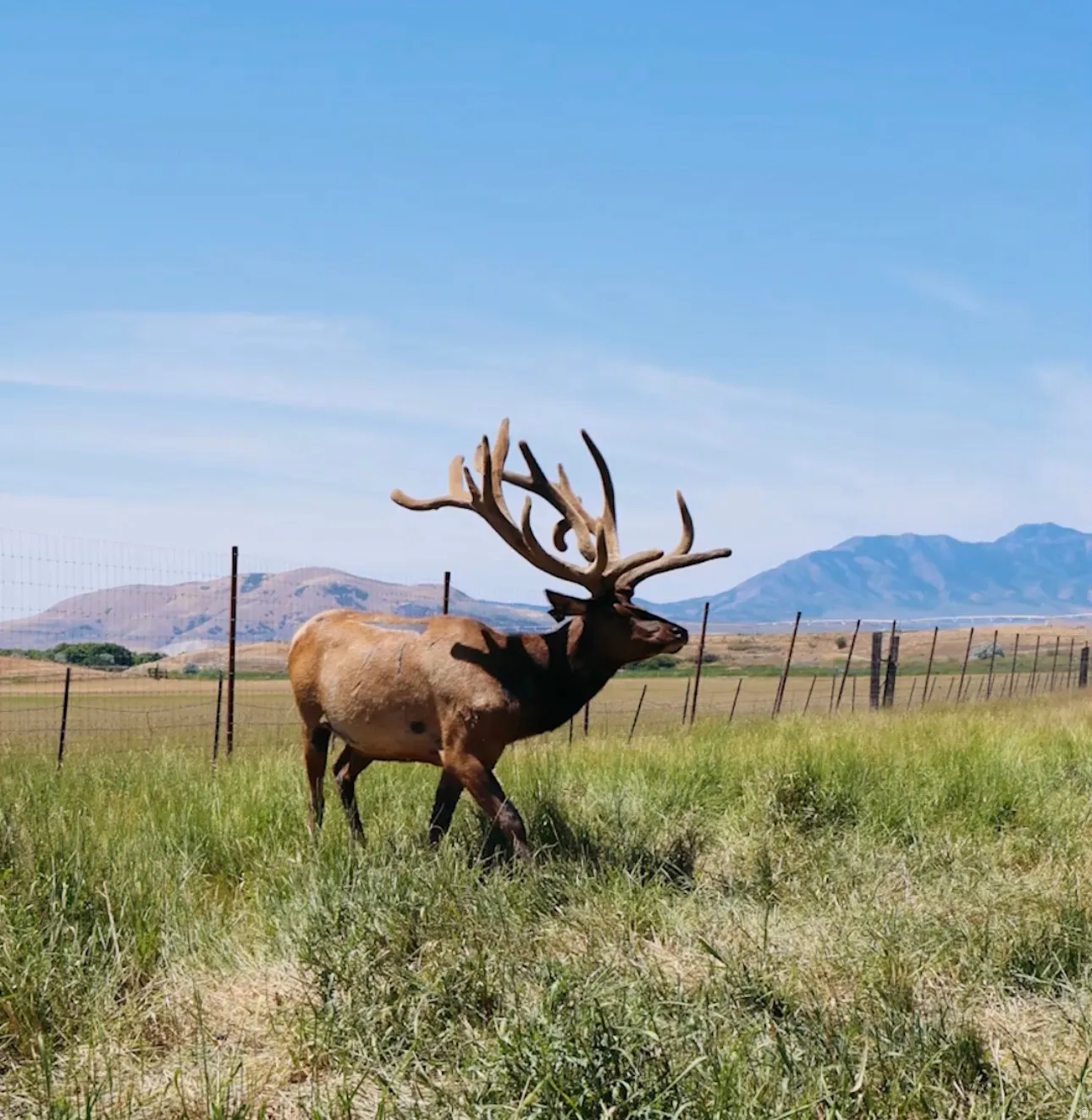 Image quality insufficient for description