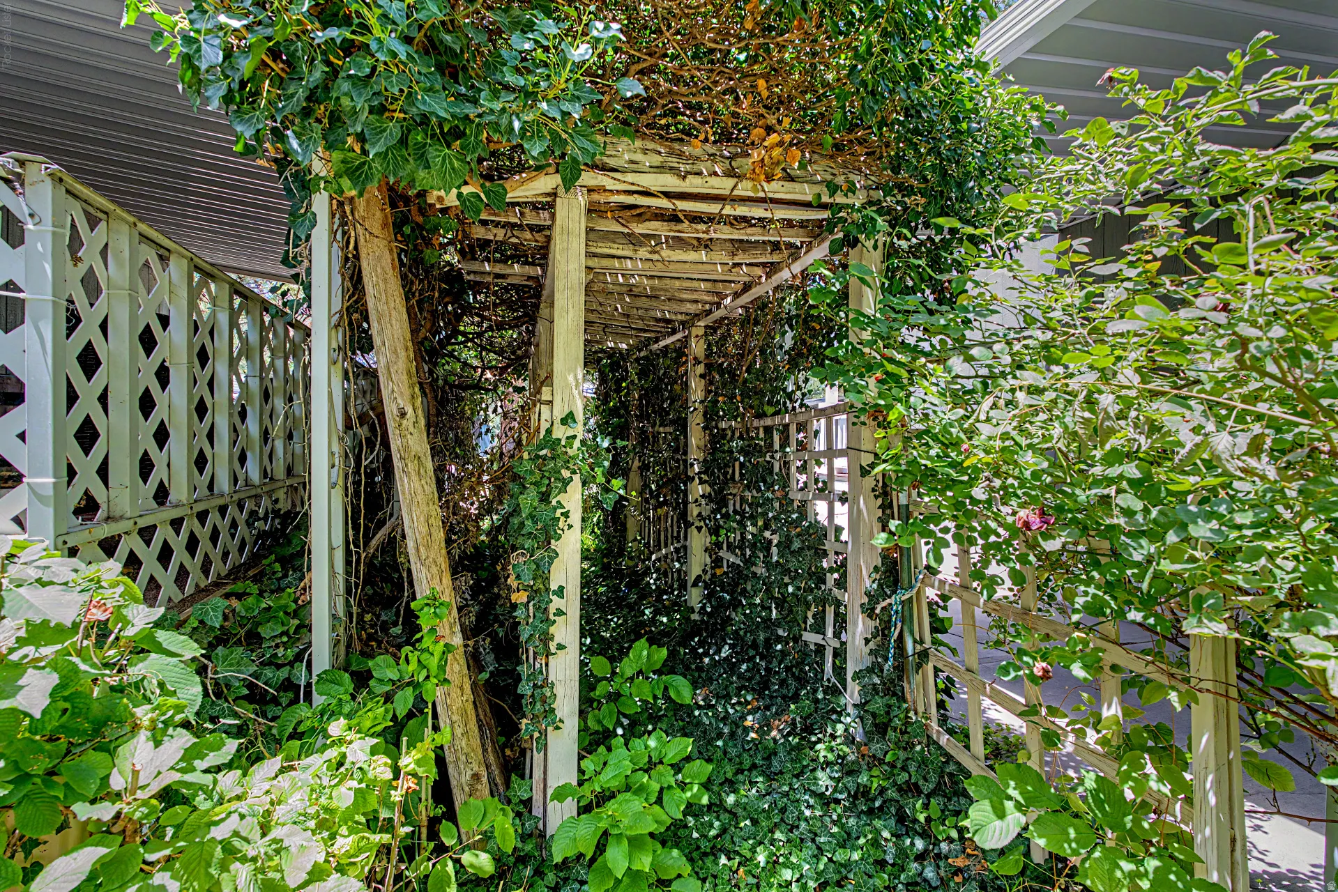 Wooden pergola structure covered in dense green foliage and climbing vines