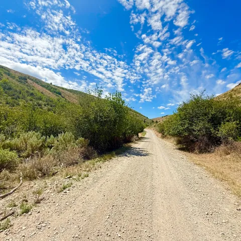 Gravel pathway bordered by natural shrubbery
