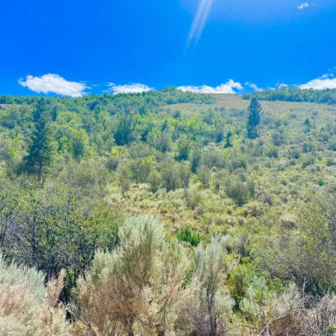 Expansive natural landscape with varied foliage and a clear blue sky