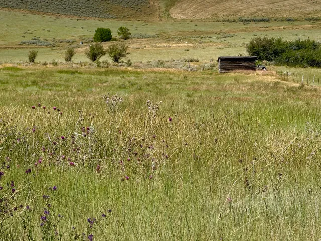 Expansive open field with natural grasses and scattered purple flora, featuring a rustic wooden outbuilding and distant rolling hills