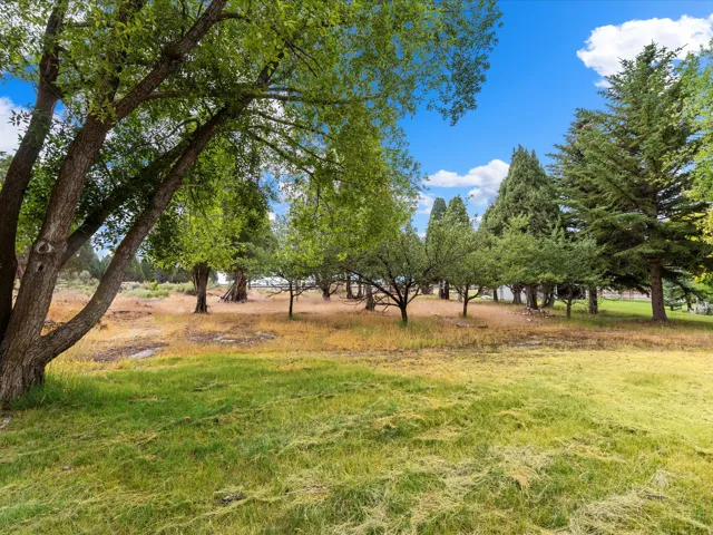 Expansive outdoor area featuring mature trees, diverse foliage, open grassland, and a clear blue sky
