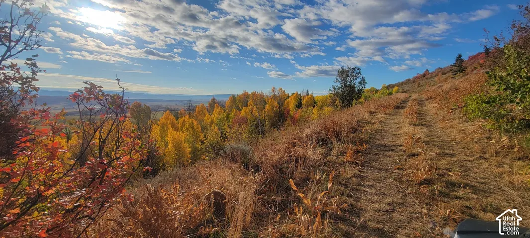 Expansive natural landscape featuring a sloped terrain and diverse foliage