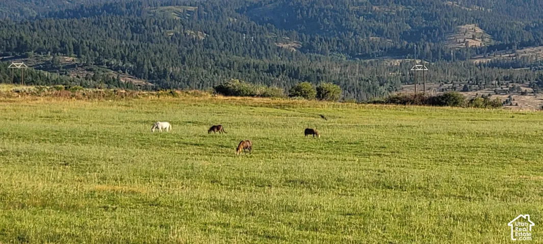 Expansive green pasture with a backdrop of mature forested hills