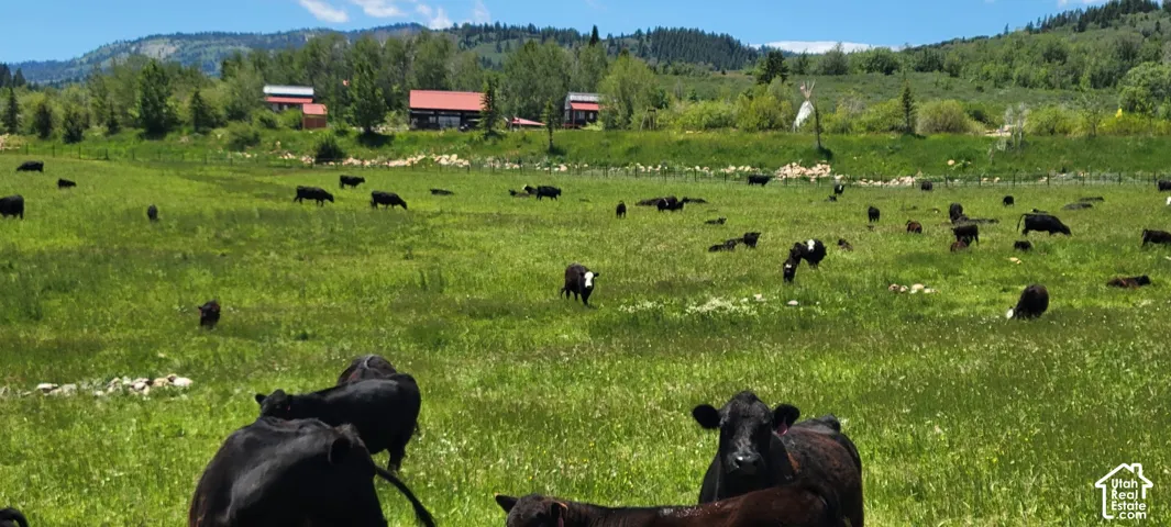 Expansive green pasture with a natural landscape