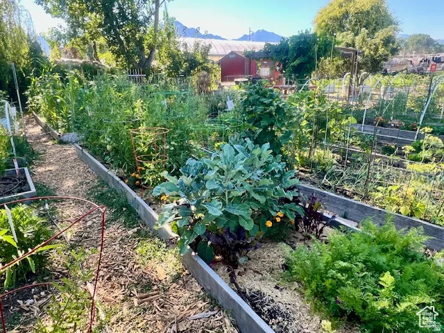Productive garden space featuring multiple raised beds with diverse plantings