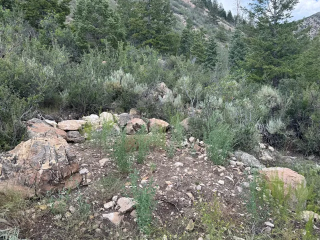 Rocky terrain featuring diverse foliage and mature evergreen trees