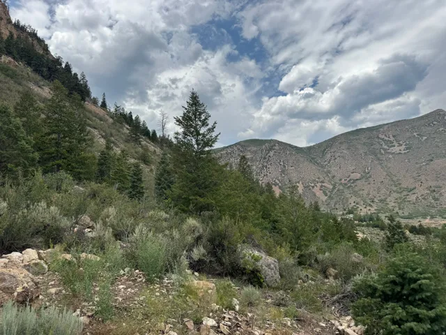 Mountainous terrain with natural vegetation, including mature evergreen trees and various shrubs