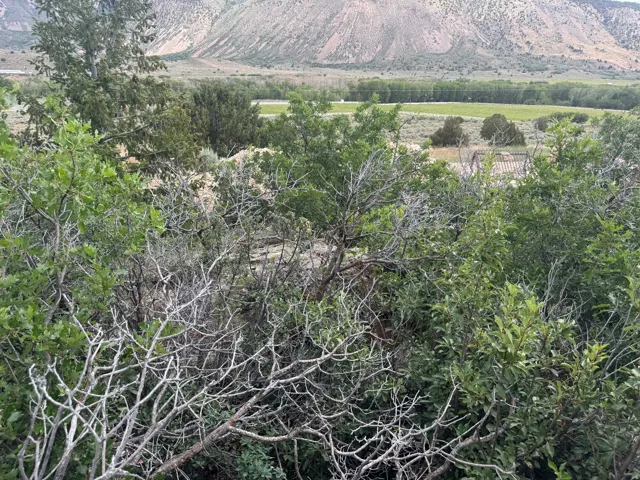 Natural landscape featuring diverse foliage and a distant mountain backdrop