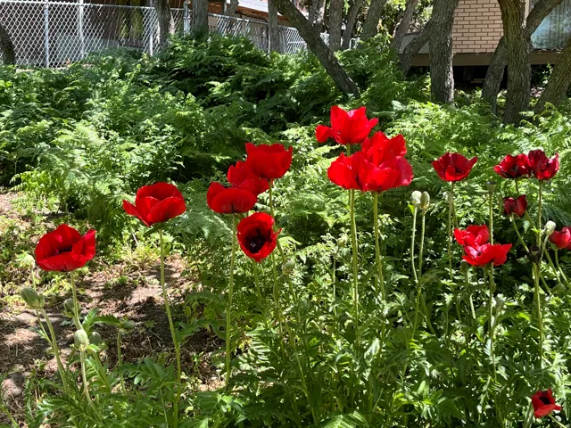 Vibrant red poppies with dark centers, surrounded by lush green foliage