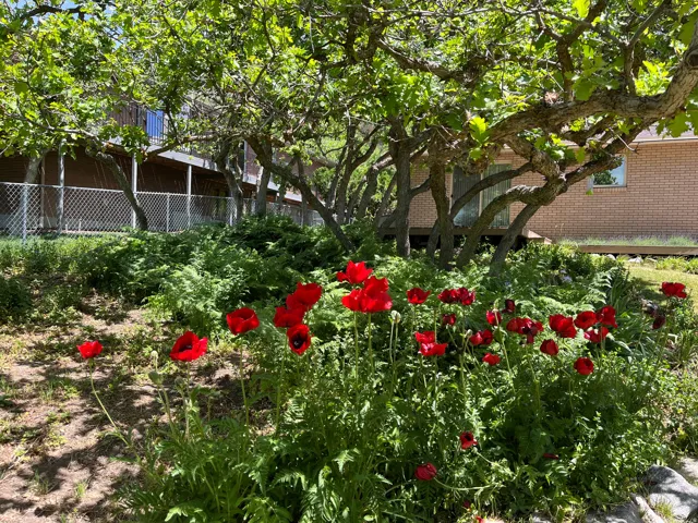 Vibrant red poppies and lush green foliage in a landscaped garden area