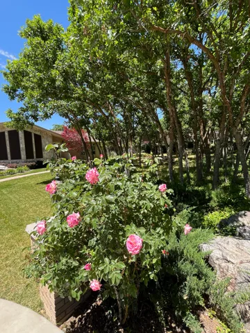Lush landscaping featuring a vibrant rose bush with pink blooms, mature trees, and natural rock elements