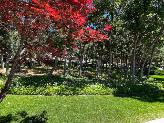 Lush outdoor space featuring a vibrant red-leafed tree, verdant lawn, mature trees, and ground cover with white blooms