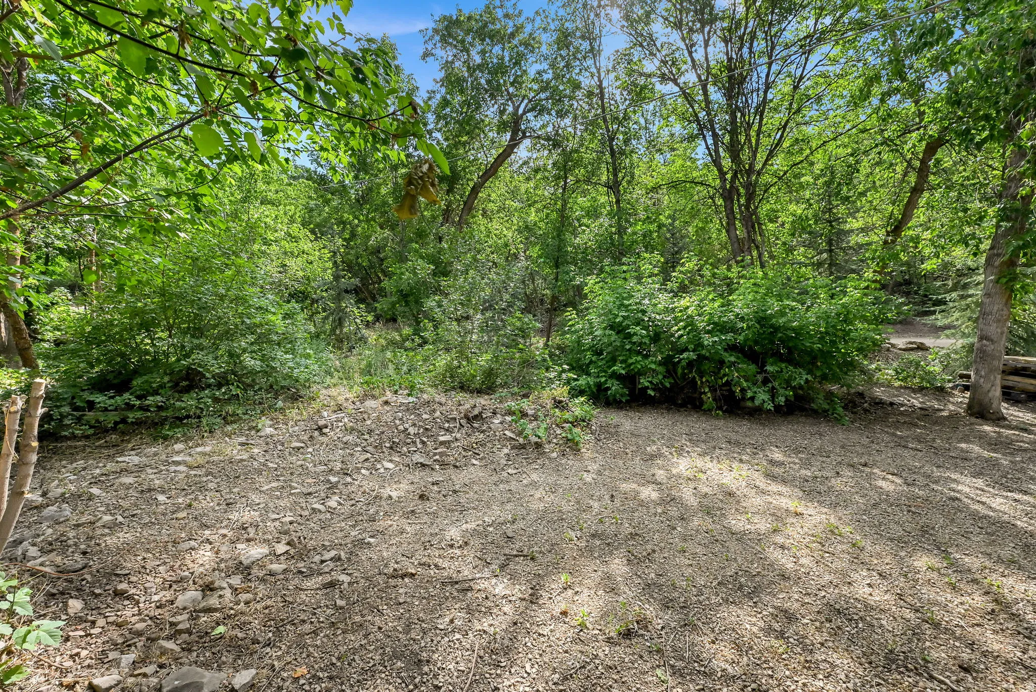 Natural setting featuring lush green foliage and mature trees