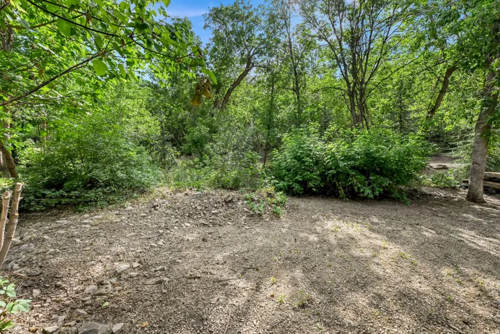 Natural setting featuring lush green foliage and mature trees