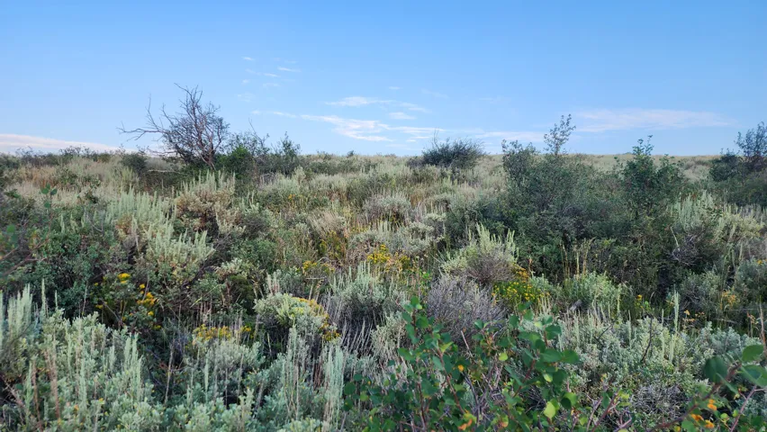 Expansive natural landscape featuring varied shrubs and grasses under a clear sky