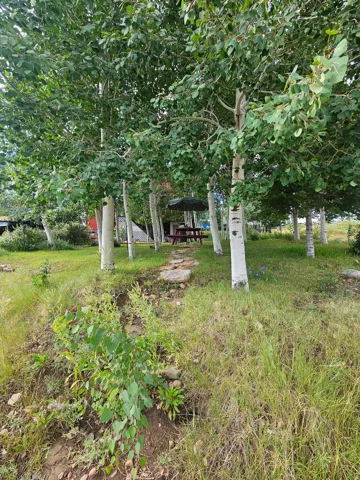 Beautiful landscaped yard with tons of trees!