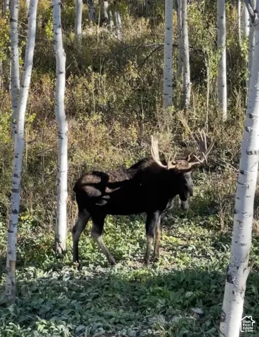Bull moose within community