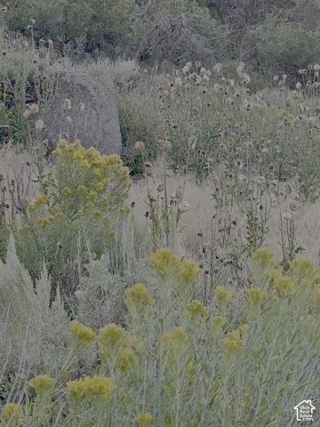 Natural landscape featuring diverse native flora, including yellow-flowering shrubs and various wild grasses