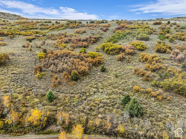 Expansive hill terrain featuring varied natural foliage and scattered evergreen trees