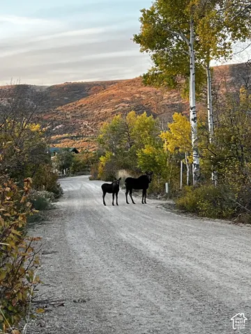 Momma and baby moose in fall in community