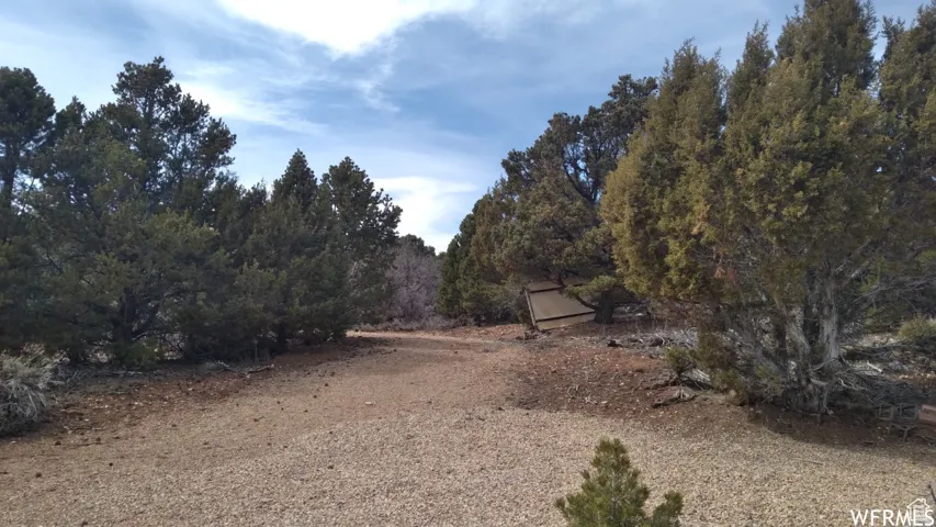 Gravel path surrounded by established evergreen trees