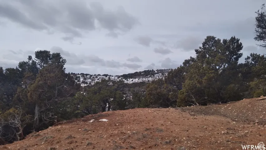 Expansive land parcel featuring natural terrain and mature evergreen trees