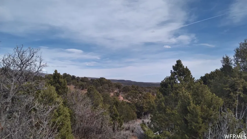 Expansive natural landscape featuring varied evergreen trees and distant rolling terrain under a vast sky