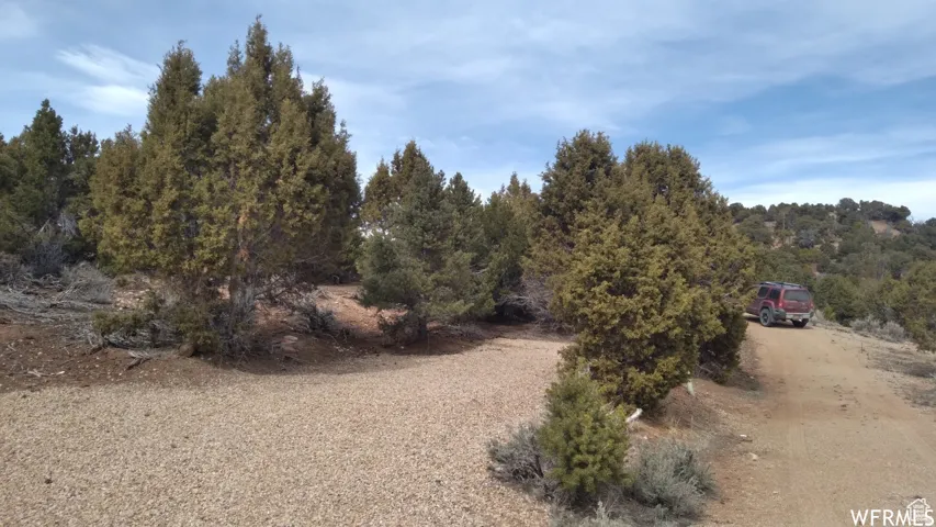 Expansive undeveloped lot featuring natural vegetation, including numerous evergreen trees and low-lying shrubs