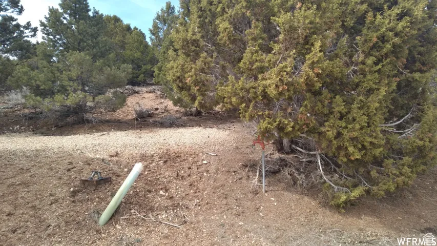 Natural landscape featuring abundant evergreen trees and a gravel-covered slope
