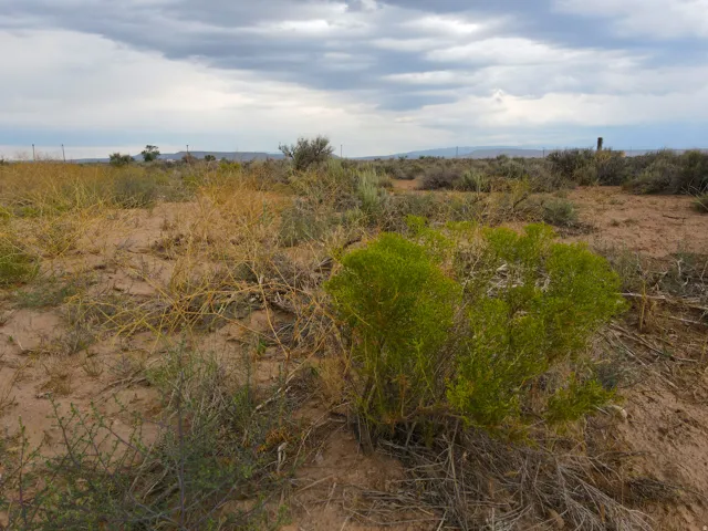 Expansive desert landscape featuring natural foliage and distant terrain