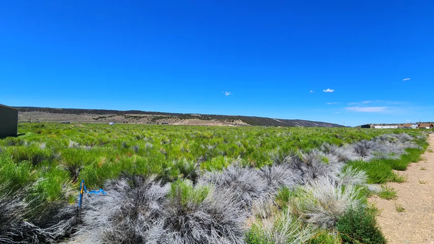 Expansive undeveloped land featuring diverse natural vegetation and a clear blue sky