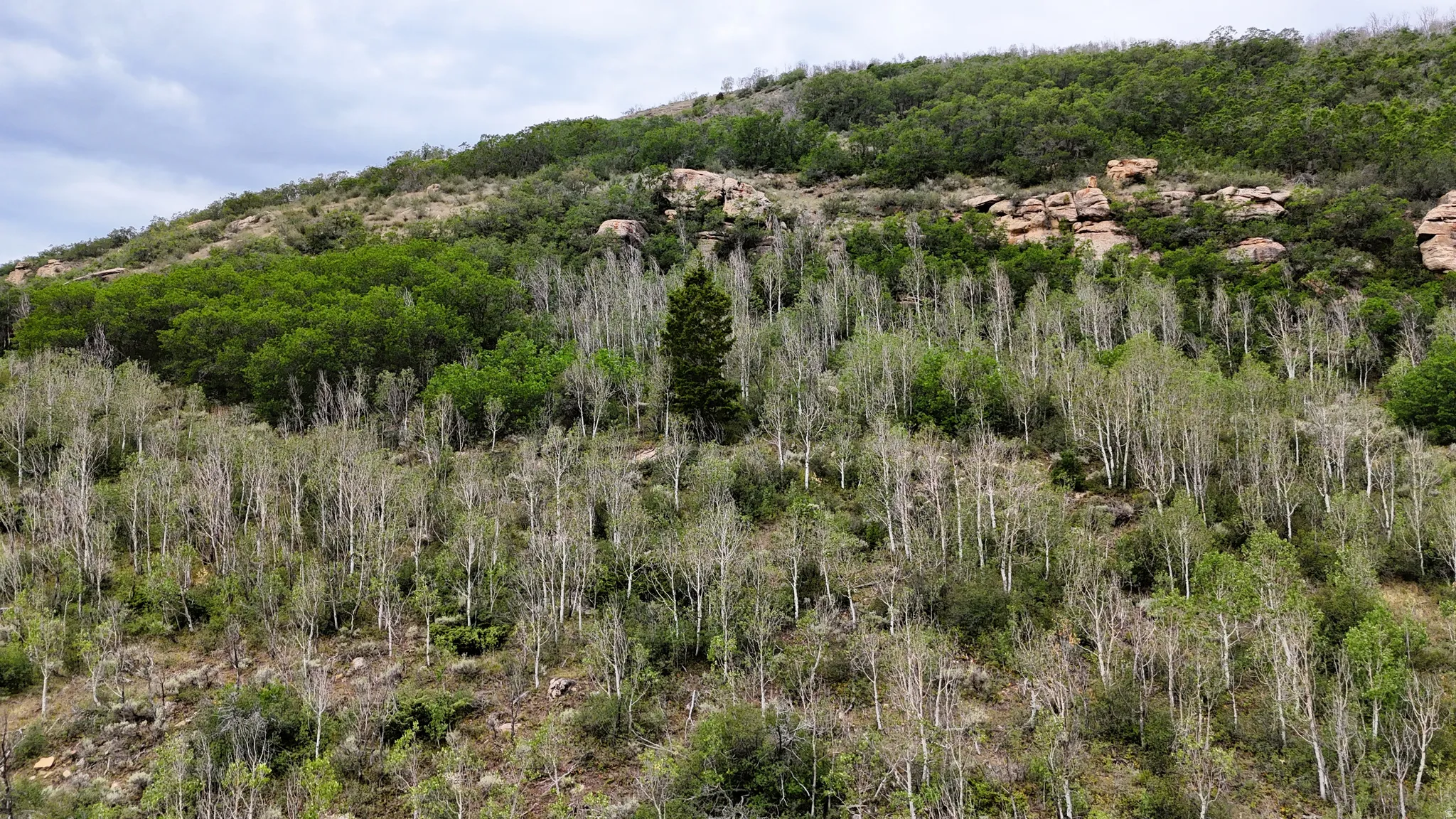 Rolling hillside featuring varied tree coverage and visible rock formations
