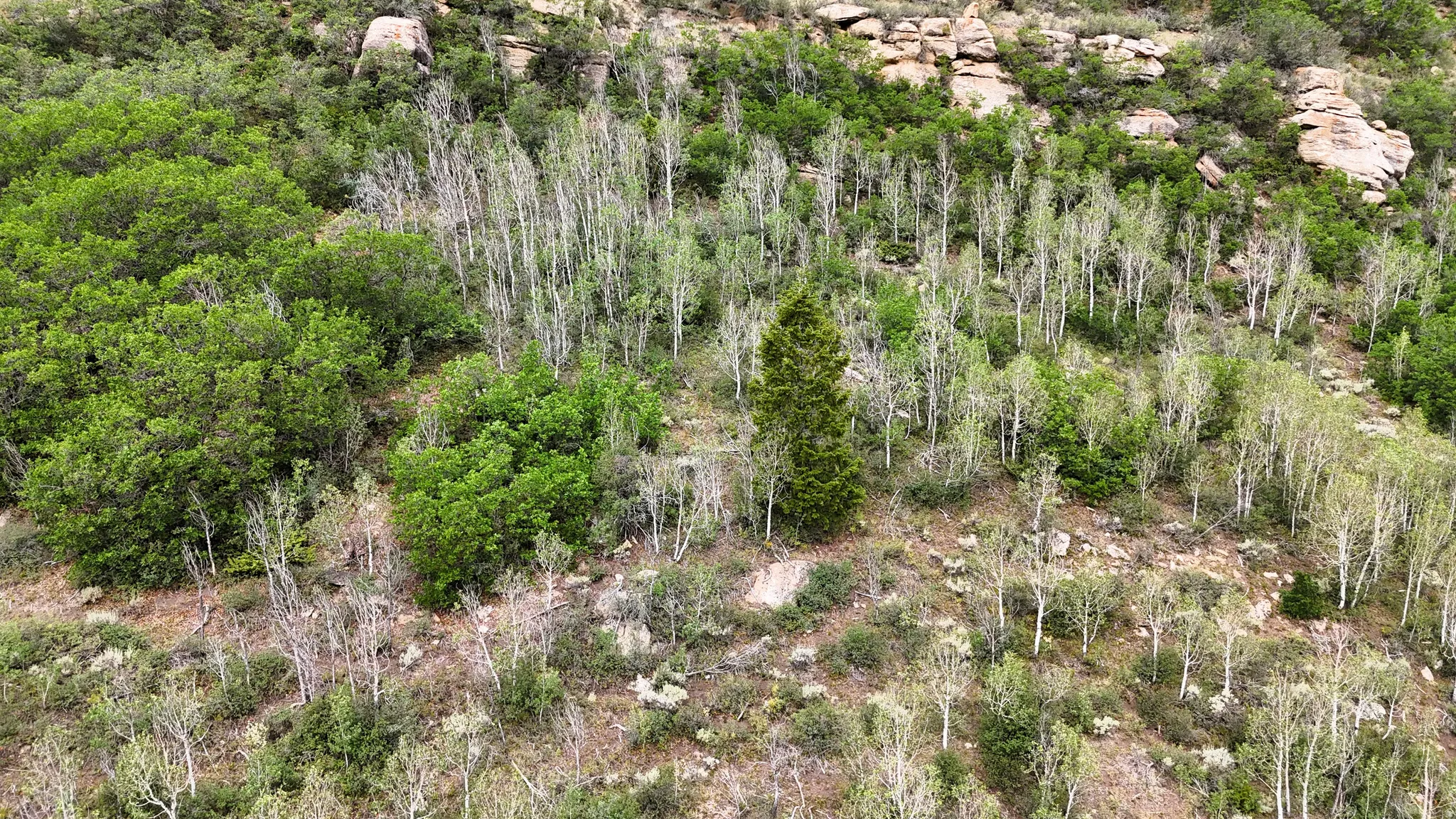 Sloping terrain featuring a diverse mix of deciduous and coniferous trees, including aspens and junipers