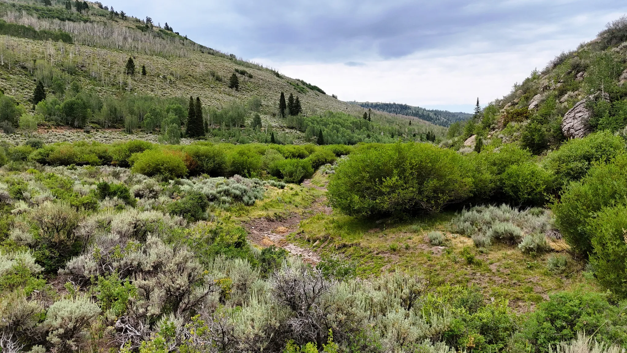 Expansive natural landscape featuring varied terrain with dense brush and scattered trees