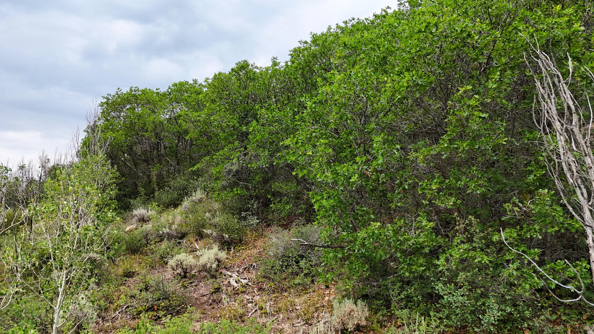 Mature deciduous trees creating a natural canopy