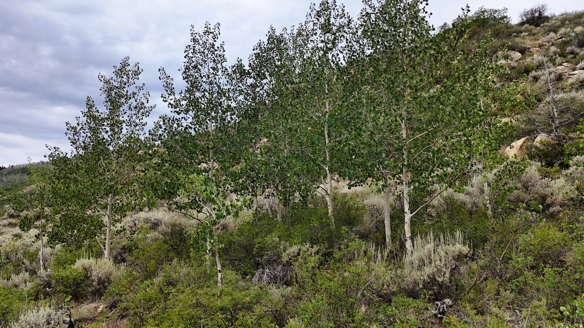 Mature aspen trees with vibrant green foliage