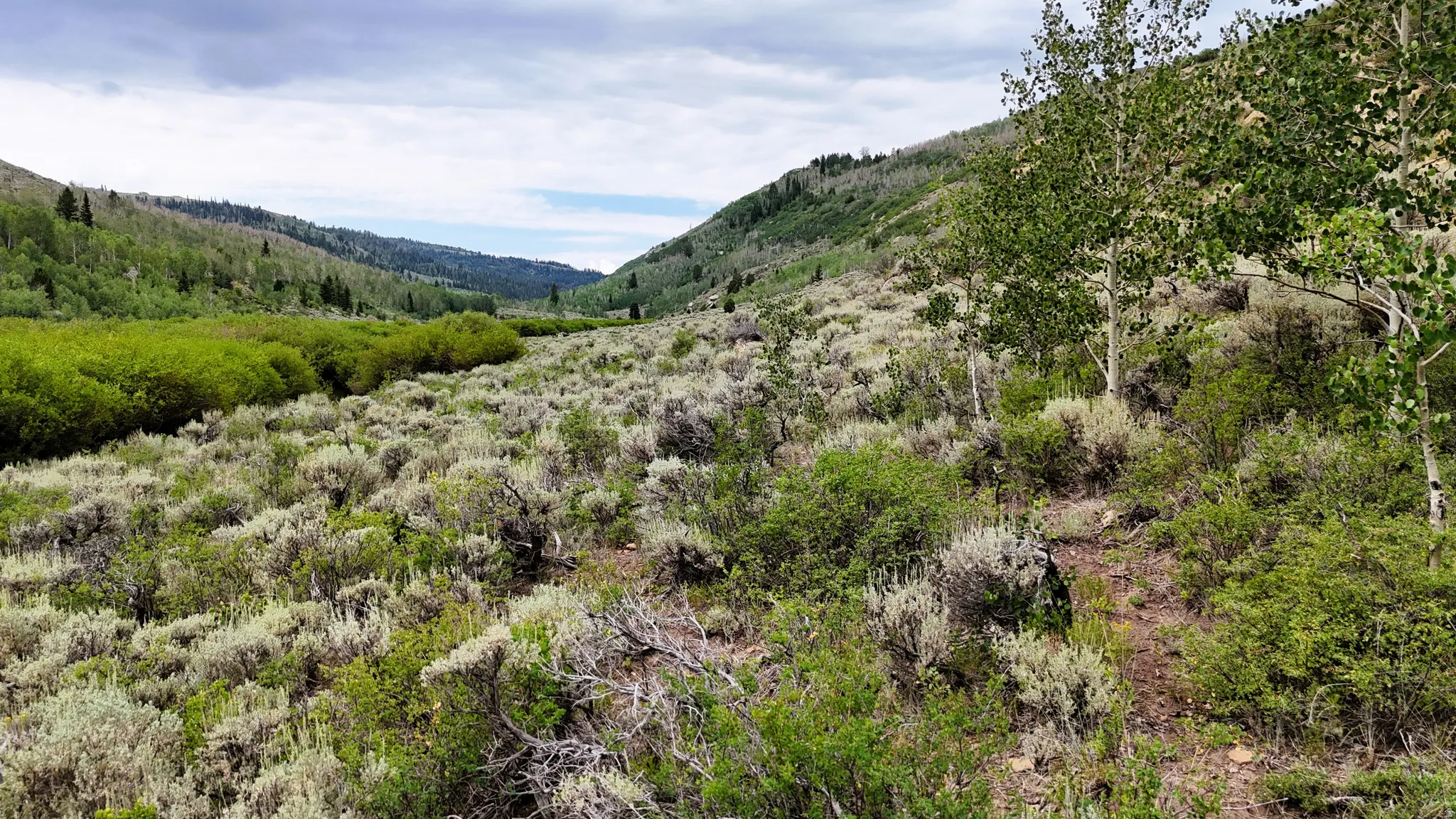 Expansive mountainous terrain featuring diverse natural foliage and distant green hills
