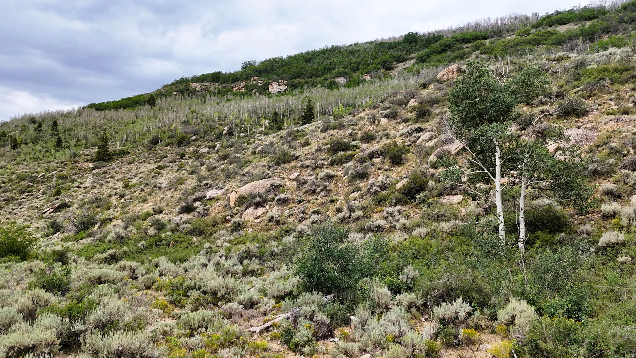 Mountainous terrain featuring diverse vegetation, including evergreen and deciduous trees, with visible rock formations and natural shrubbery